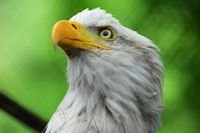 pic for Bald Eagle 480x320